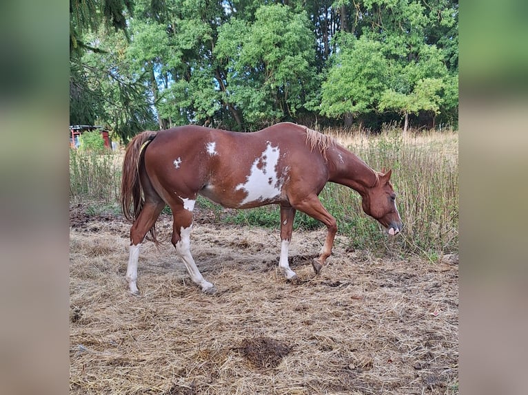 American Paint Horse Mare 7 years Overo-all-colors in Eisenach