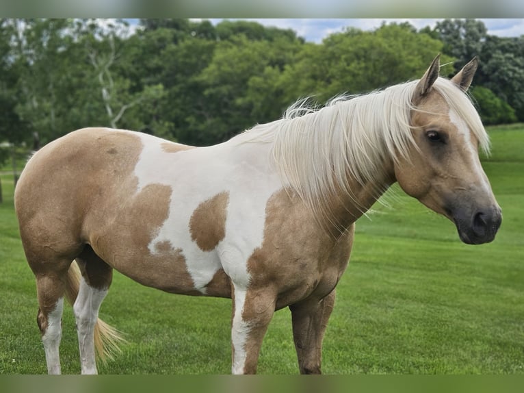 American Paint Horse Mare 7 years Pinto in Harmony