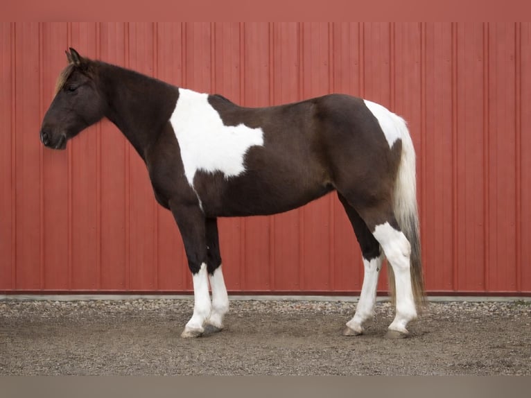 American Paint Horse Mare 8 years 14.2 hh Tobiano-all-colors in North Bloomfield