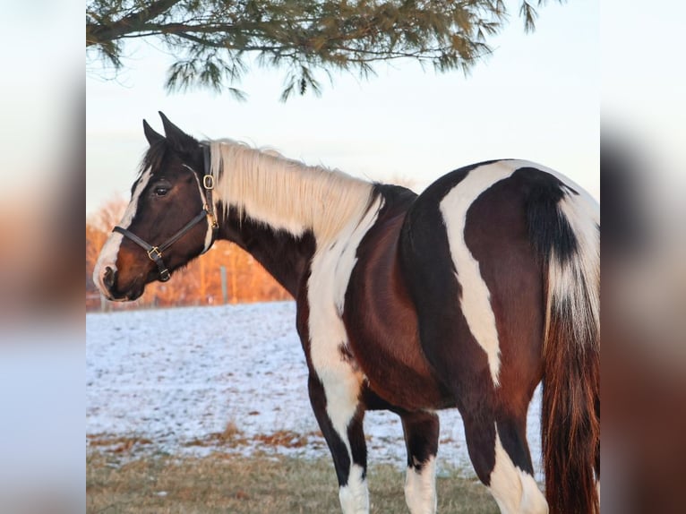 American Paint Horse Mare 8 years 14.2 hh Tobiano-all-colors in Howell