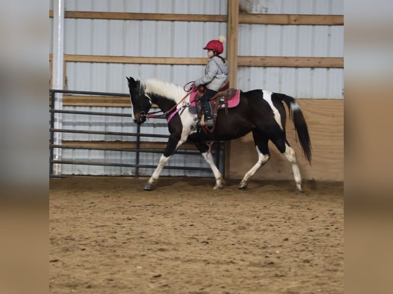 American Paint Horse Mare 8 years 14.2 hh Tobiano-all-colors in Howell