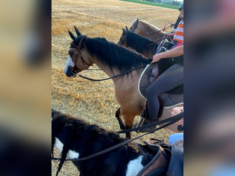 American Paint Horse Mix Mare 8 years 14.3 hh Dun in Melle