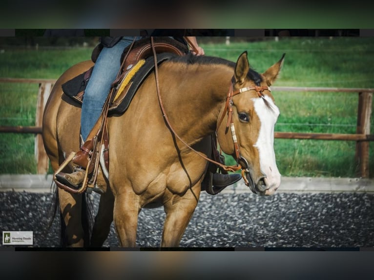 American Paint Horse Mix Mare 8 years 14.3 hh Dun in Melle