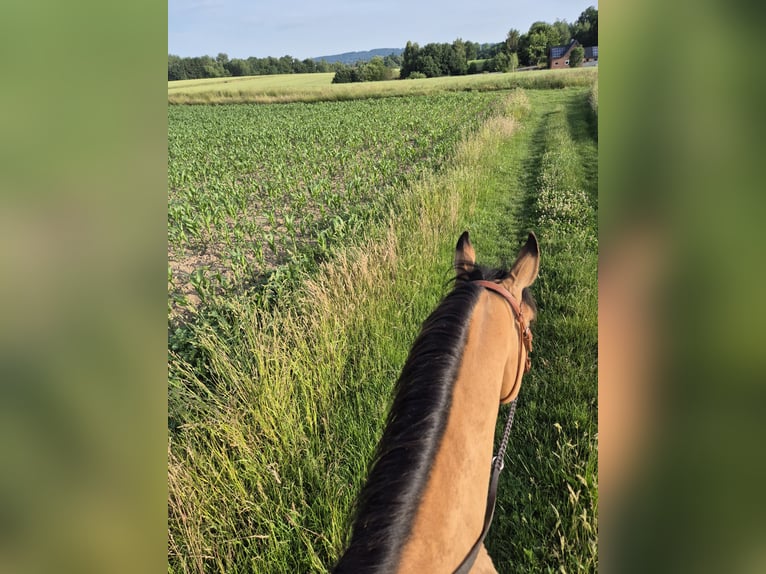 American Paint Horse Mix Mare 8 years 14.3 hh Dun in Melle