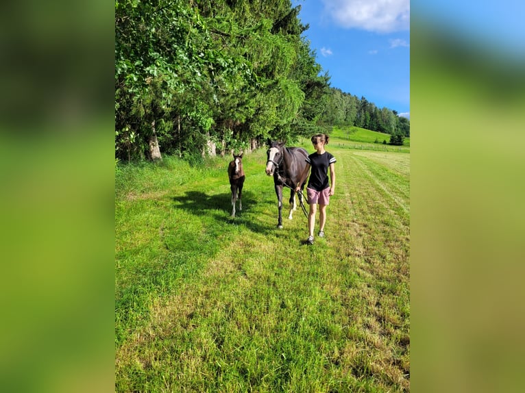 American Paint Horse Mare 8 years 14.3 hh Overo-all-colors in Schwarzenberg/Erzgebirge