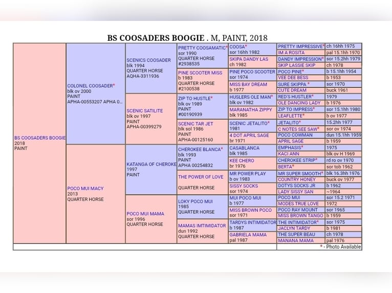 American Paint Horse Mare 8 years 14.3 hh Overo-all-colors in Schwarzenberg/Erzgebirge