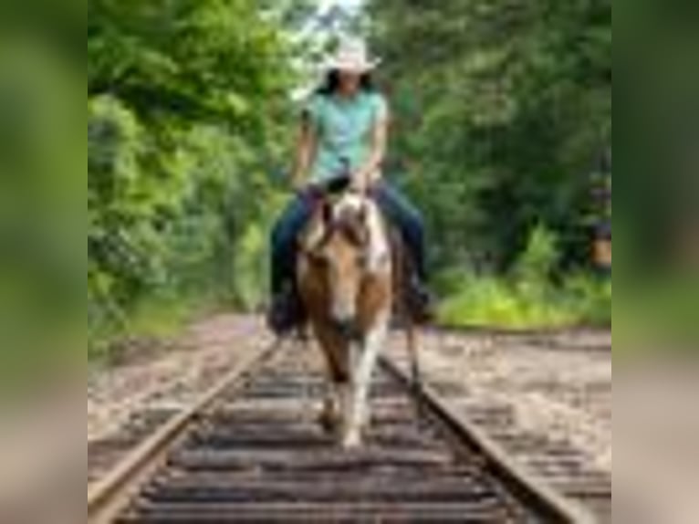 American Paint Horse Mare 8 years 14,3 hh Tobiano-all-colors in Rusk TX
