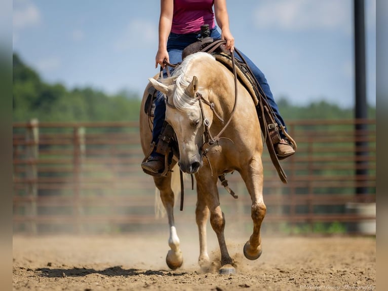 American Paint Horse Mare 8 years 14 hh Palomino in Auburn