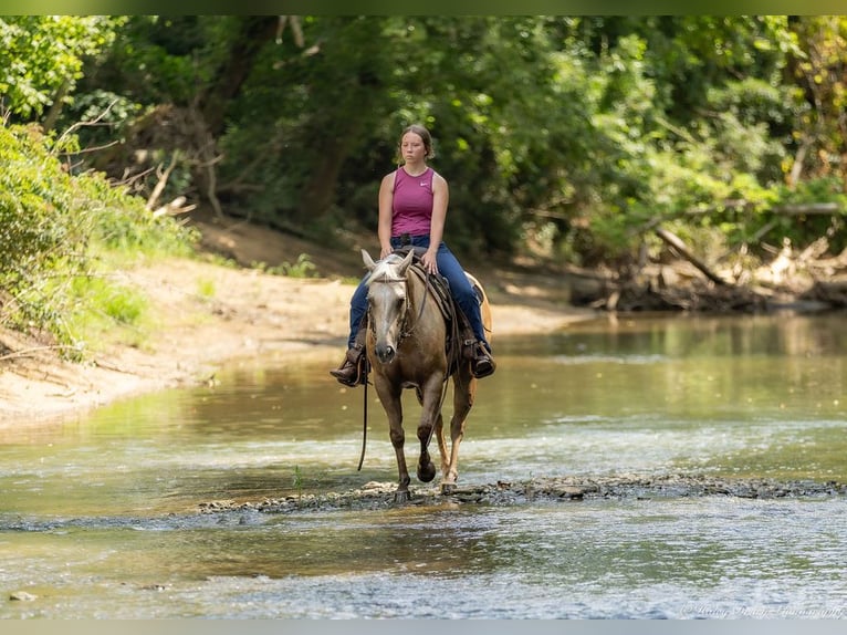American Paint Horse Mare 8 years 14 hh Palomino in Auburn