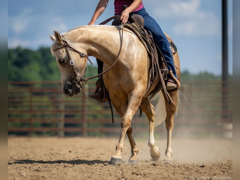 American Paint Horse Mare 8 years 14 hh Palomino in Auburn