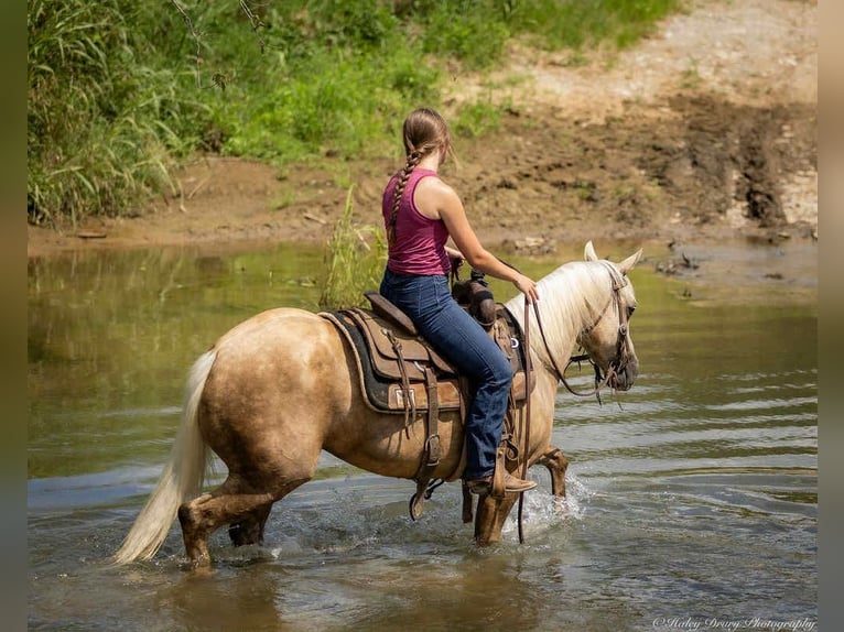 American Paint Horse Mare 8 years 14 hh Palomino in Auburn
