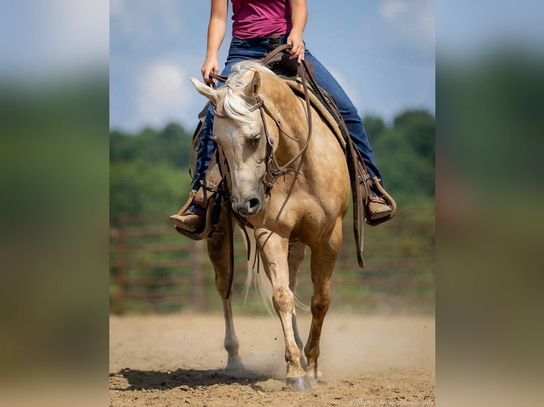 American Paint Horse Mare 8 years 14 hh Palomino in Auburn