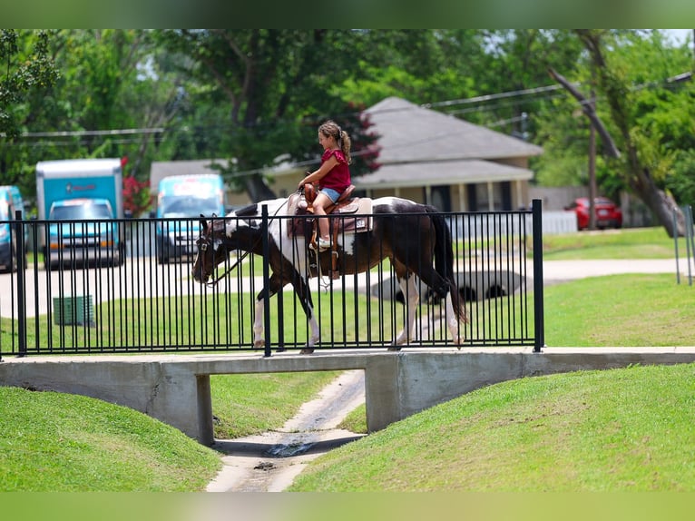 American Paint Horse Mare 8 years 14 hh Pinto in Forney