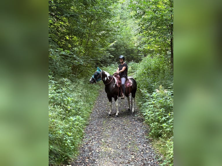 American Paint Horse Mare 8 years 14,1 hh Tobiano-all-colors in Hennef