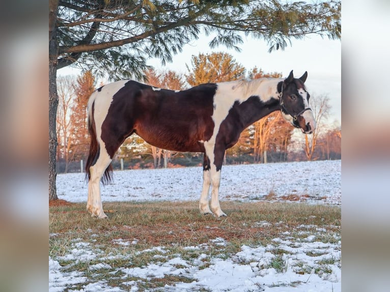 American Paint Horse Mare 8 years 14,2 hh Tobiano-all-colors in Howell