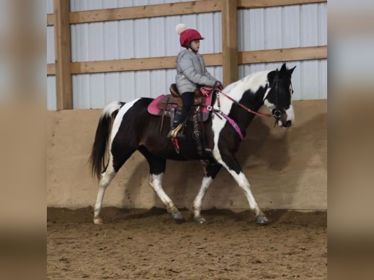 American Paint Horse Mare 8 years 14,2 hh Tobiano-all-colors in Howell