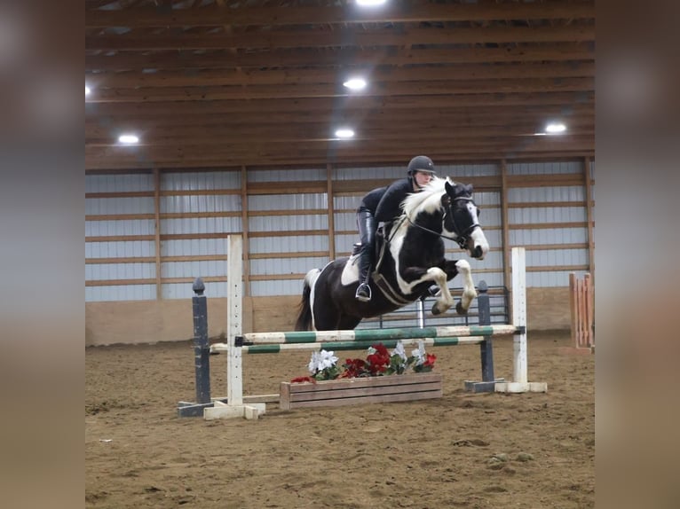 American Paint Horse Mare 8 years 14,2 hh Tobiano-all-colors in Howell