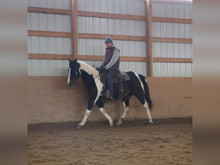 American Paint Horse Mare 8 years 14,2 hh  in Howell