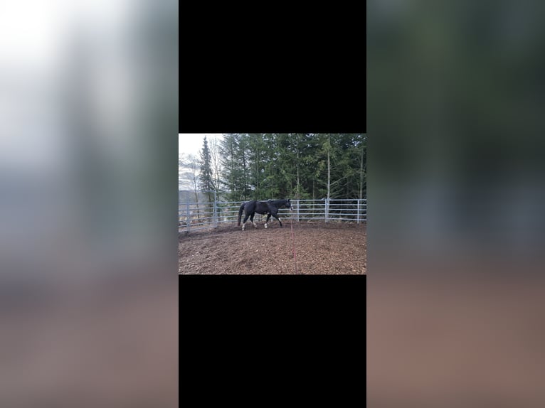 American Paint Horse Mare 8 years 14,3 hh Overo-all-colors in Schwarzenberg/Erzgebirge