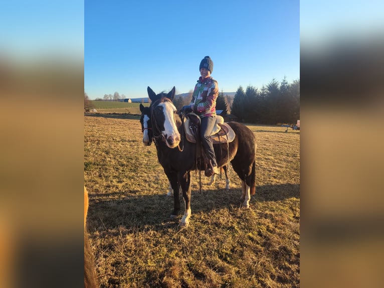 American Paint Horse Mare 8 years 14,3 hh Overo-all-colors in Schwarzenberg/Erzgebirge