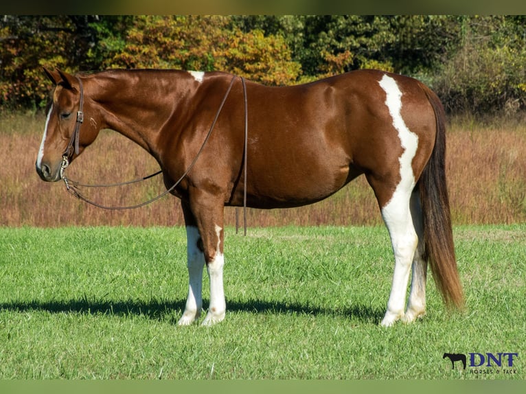 American Paint Horse Mare 8 years 14,3 hh Pinto in Henderson