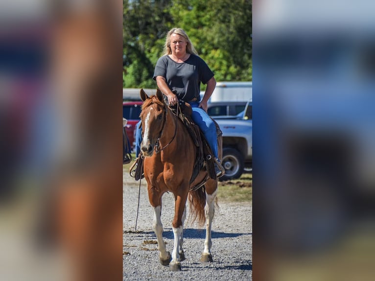 American Paint Horse Mare 8 years 14,3 hh Pinto in Henderson