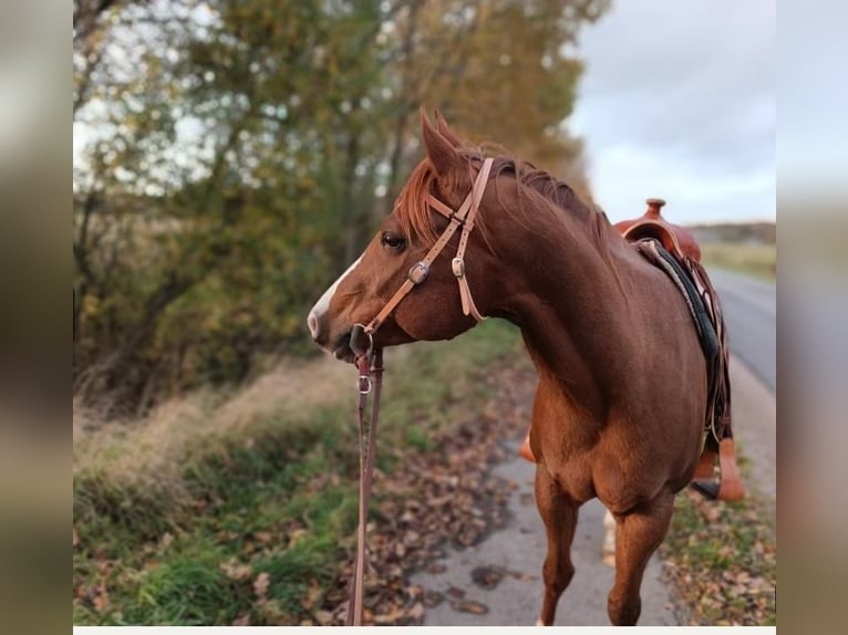 American Paint Horse Mare 8 years 15.1 hh Chestnut-Red in Herzogenrath