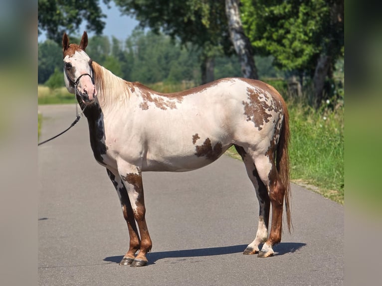 American Paint Horse Mare 8 years 15.1 hh Overo-all-colors in Weert