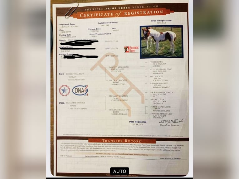 American Paint Horse Mare 8 years 15.2 hh Roan-Red in Aynor, SC