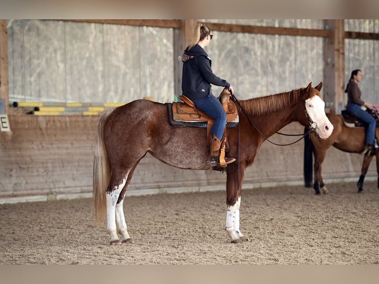 American Paint Horse Mare 8 years 15.3 hh Roan-Red in Kleines Wiesental