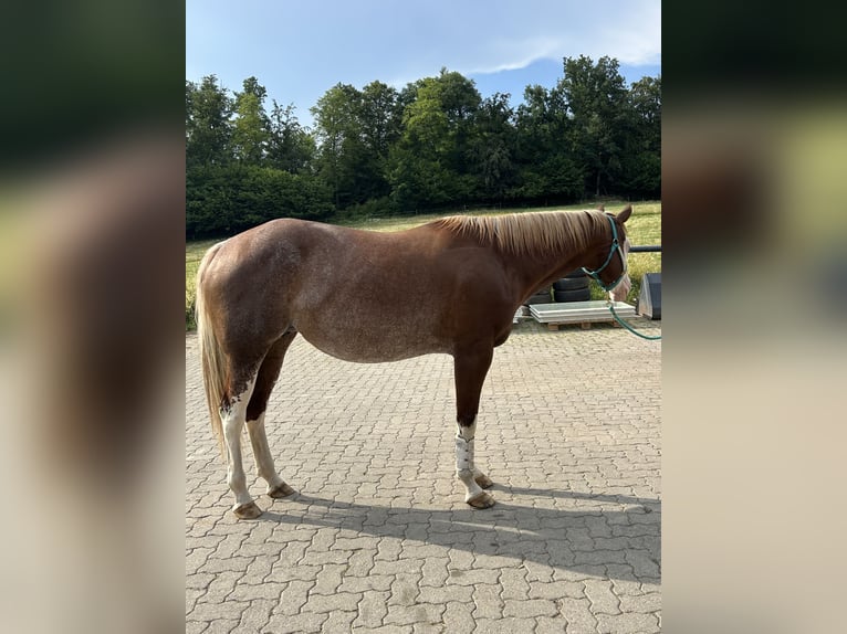 American Paint Horse Mare 8 years 15.3 hh Roan-Red in Kleines Wiesental