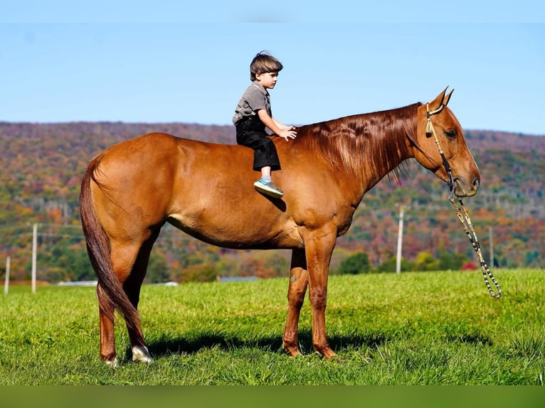 American Paint Horse Mare 8 years 15 hh Red Dun in Rebersburg