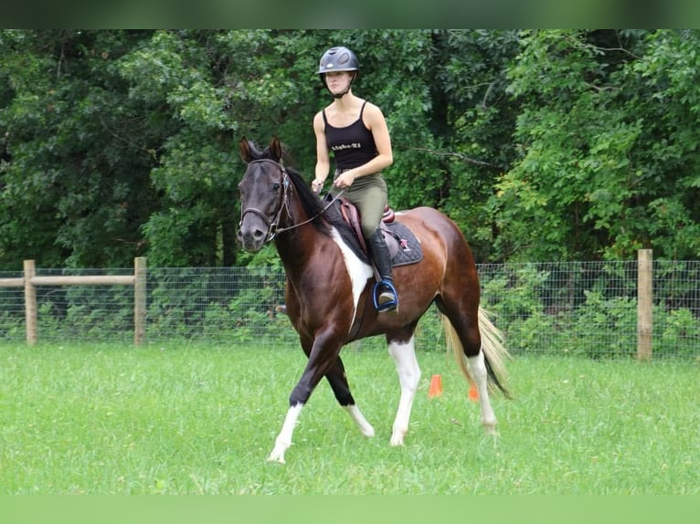 American Paint Horse Mare 8 years 15 hh Tobiano-all-colors in Howell, MI