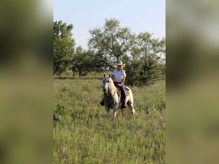 American Paint Horse Mare 8 years 15 hh Tobiano-all-colors in Stephenville TX