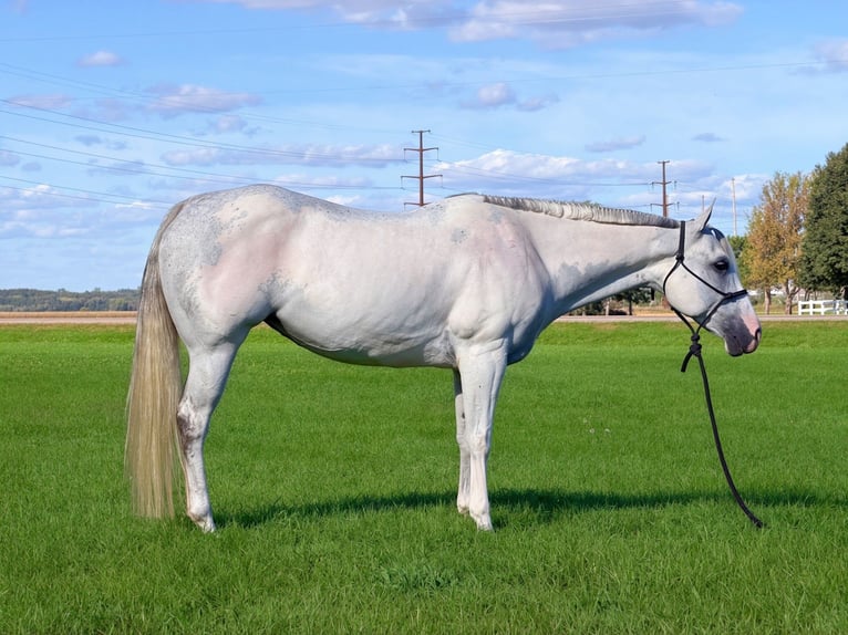 American Paint Horse Mare 8 years Grey in Cannon Falls