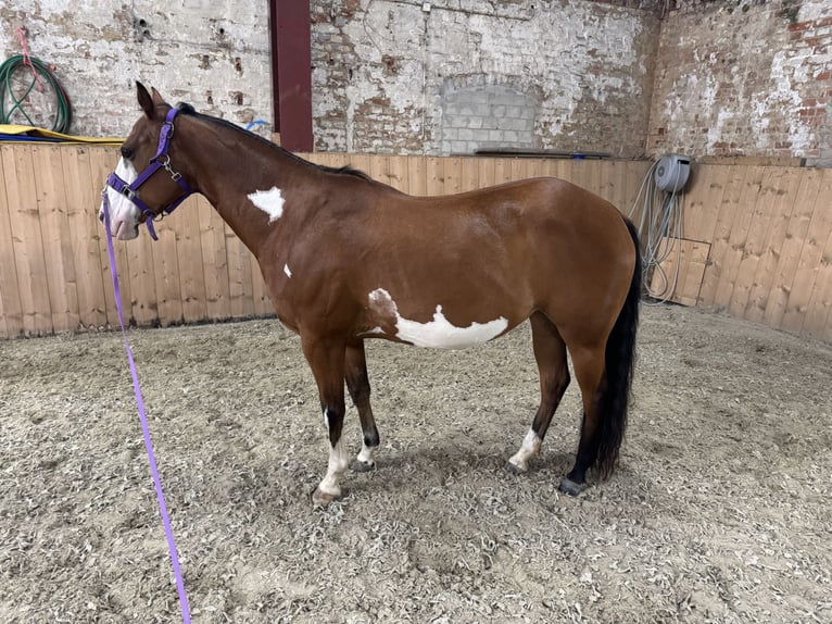 American Paint Horse Mix Mare 8 years in Peine