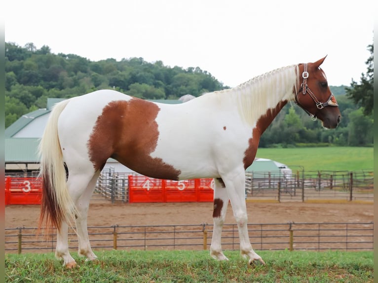 American Paint Horse Mare 8 years Pinto in Dundee