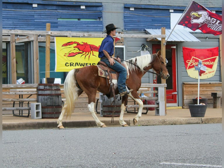 American Paint Horse Mare 9 years 14.3 hh Tobiano-all-colors in Cushing
