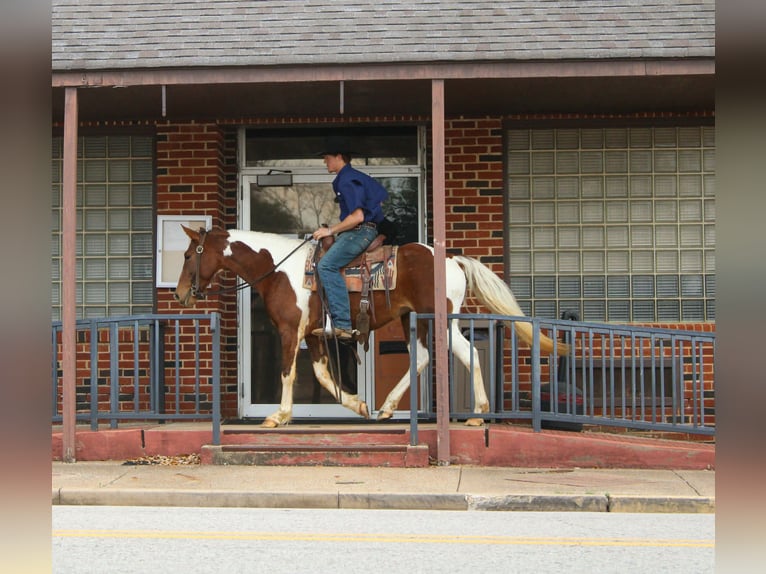 American Paint Horse Mare 9 years 14.3 hh Tobiano-all-colors in Cushing