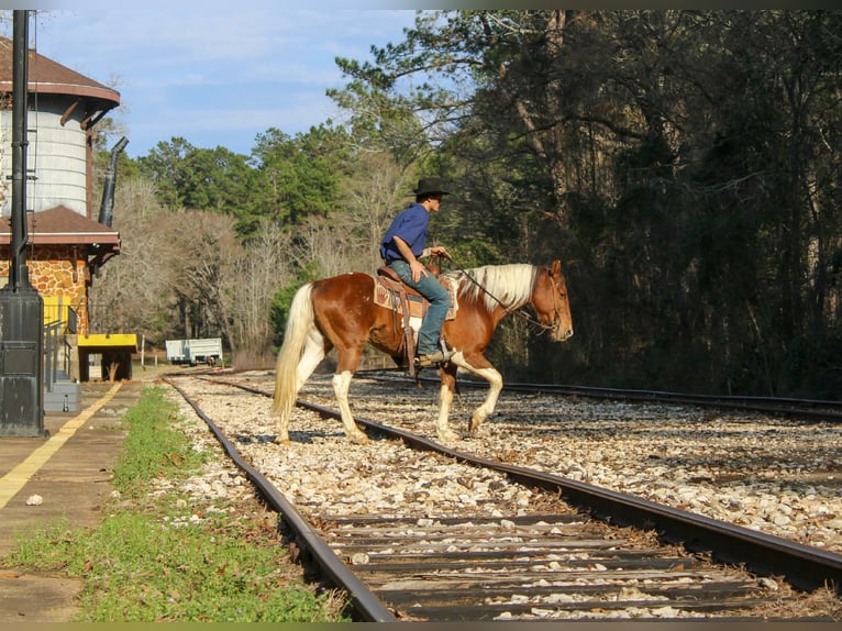 American Paint Horse Mare 9 years 14.3 hh Tobiano-all-colors in Cushing