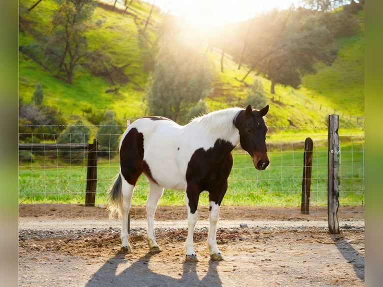 American Paint Horse Mare 9 years 14.3 hh Tobiano-all-colors in Tres Pinos