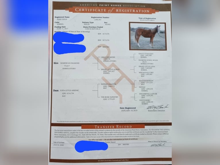 American Paint Horse Mare 9 years 14 hh Chestnut-Red in Rzgów