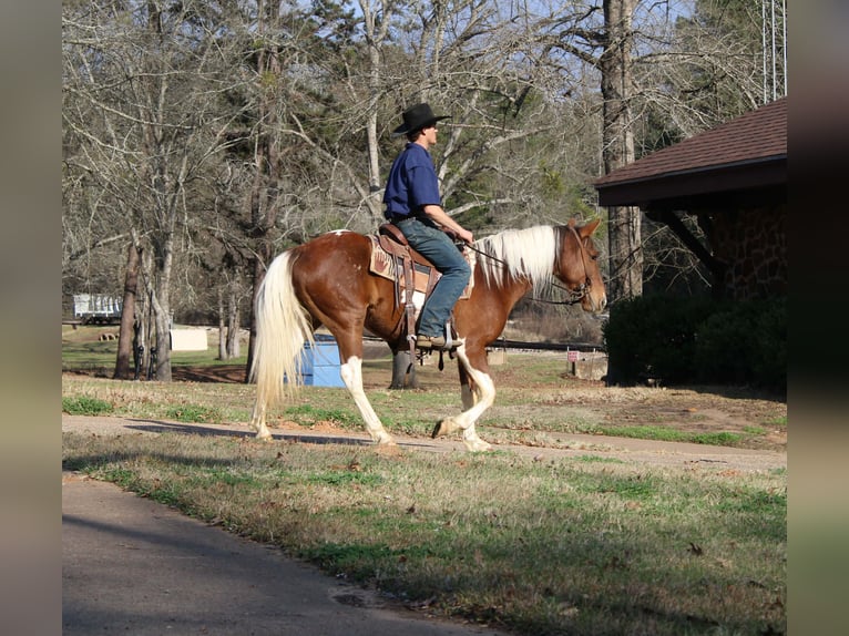 American Paint Horse Mare 9 years 14,3 hh Tobiano-all-colors in Cushing