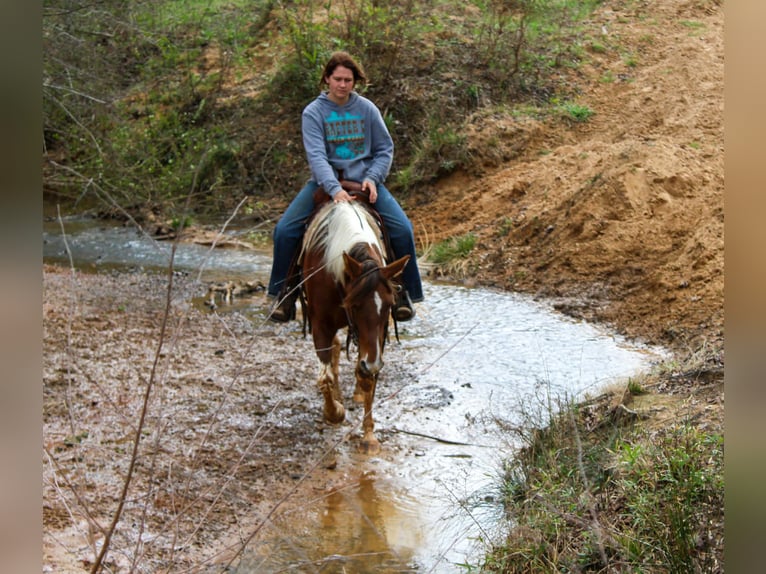 American Paint Horse Mare 9 years 14,3 hh Tobiano-all-colors in Cushing