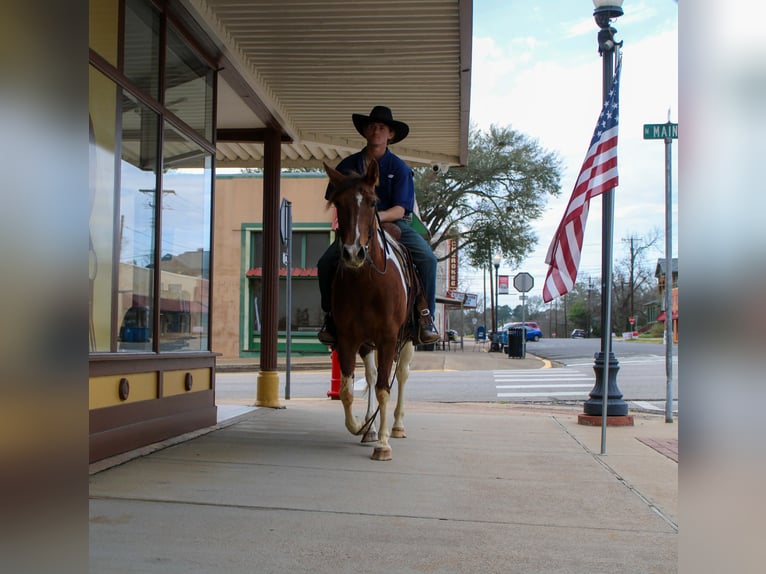 American Paint Horse Mare 9 years 14,3 hh Tobiano-all-colors in Cushing