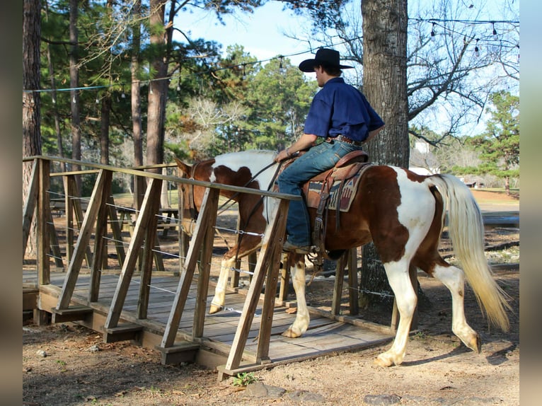 American Paint Horse Mare 9 years 14,3 hh Tobiano-all-colors in Cushing