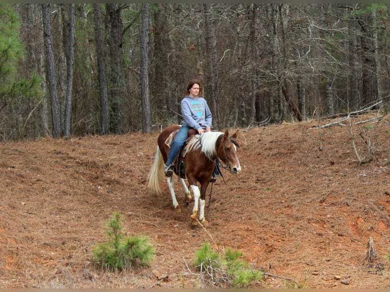 American Paint Horse Mare 9 years 14,3 hh Tobiano-all-colors in Cushing