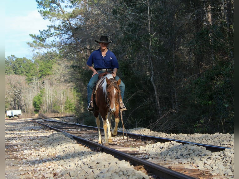American Paint Horse Mare 9 years 14,3 hh Tobiano-all-colors in Cushing