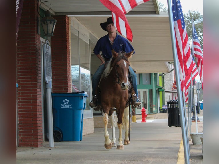 American Paint Horse Mare 9 years 14,3 hh Tobiano-all-colors in Cushing