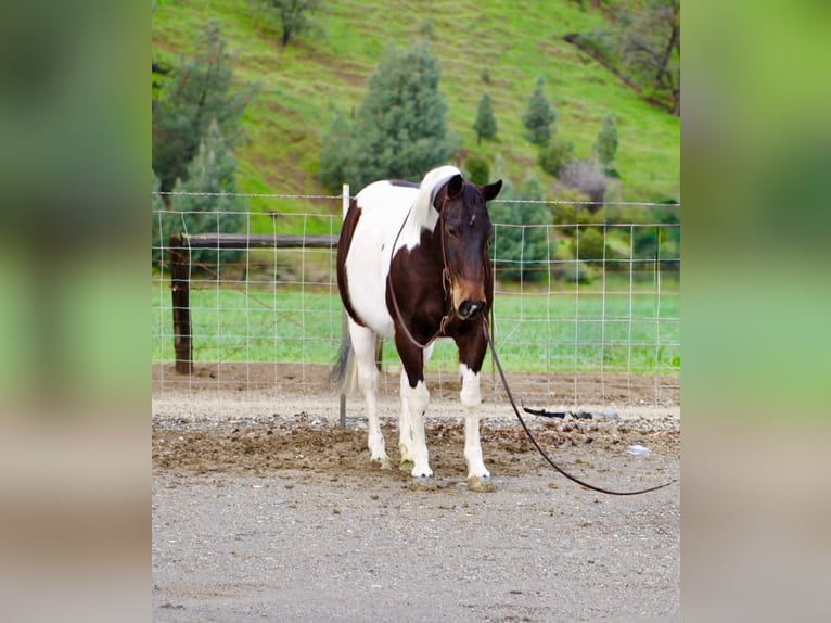 American Paint Horse Mare 9 years 14,3 hh Tobiano-all-colors in Tres Pinos